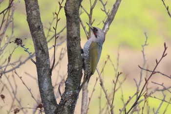 Japanese Green Woodpecker 伊香保森林公園 Wed, 5/4/2022