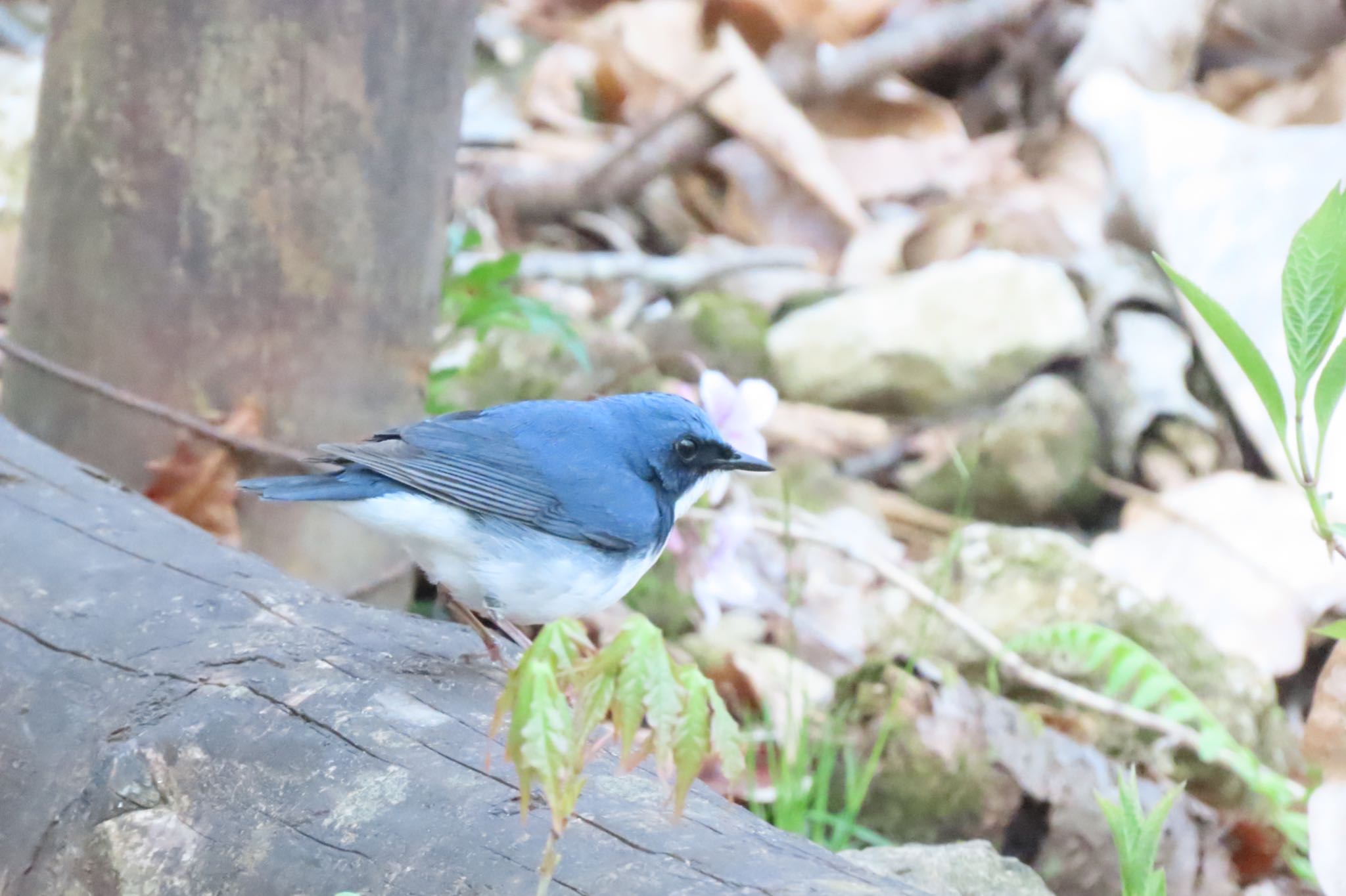 Siberian Blue Robin