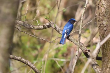 Blue-and-white Flycatcher 伊香保森林公園 Wed, 5/4/2022