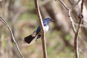 Blue-and-white Flycatcher 伊香保森林公園 Wed, 5/4/2022