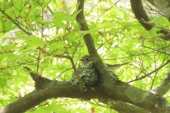 Asian Brown Flycatcher 伊香保森林公園 Wed, 5/4/2022