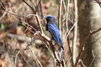 Blue-and-white Flycatcher 伊香保森林公園 Wed, 5/4/2022