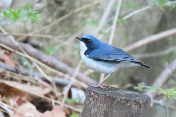 2022年5月4日(水) 伊香保森林公園の野鳥観察記録