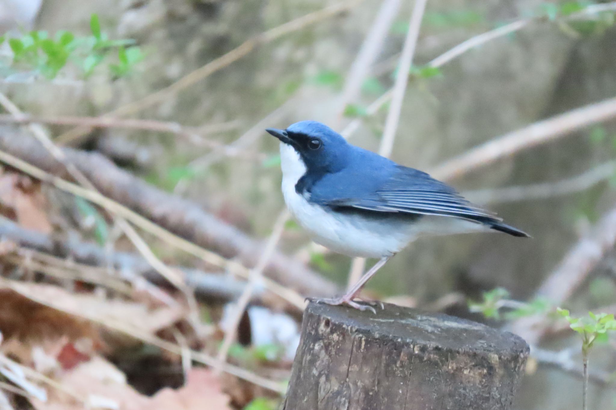 Siberian Blue Robin