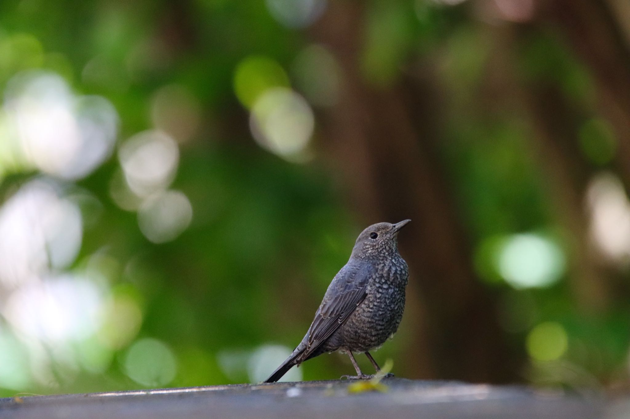  イソヒヨドリの写真 by Tetraodon