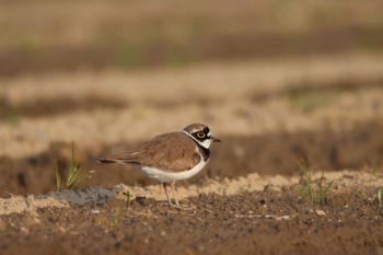 コチドリ 場所が不明 2022年3月24日(木)