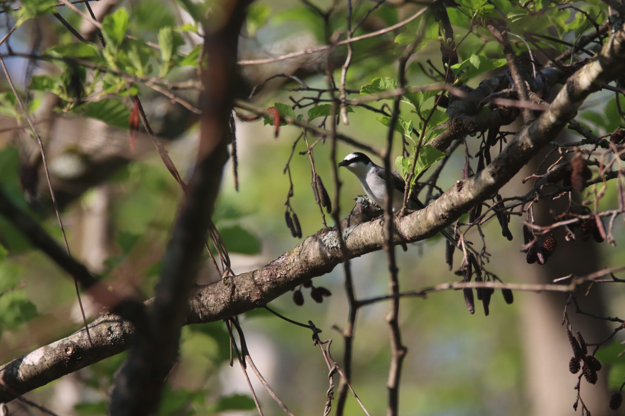  サンショウクイの写真 by Tetraodon