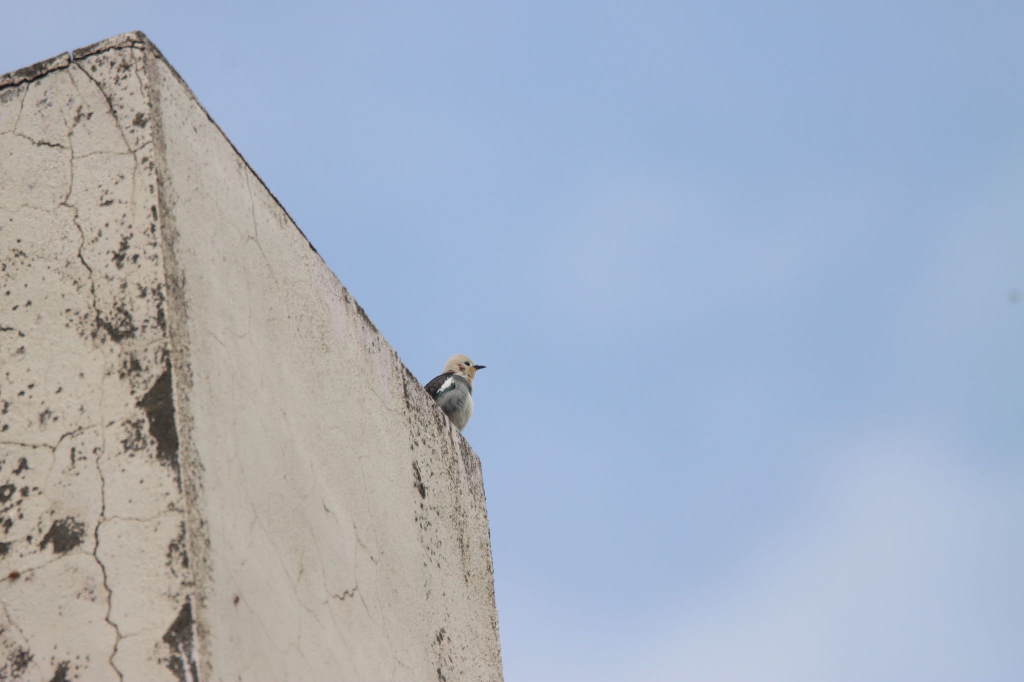  コムクドリの写真 by Tetraodon