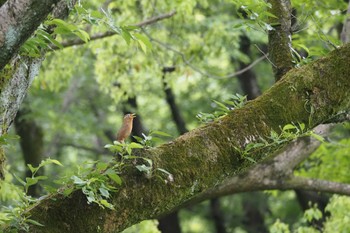 ガビチョウ 昭和記念公園 2022年5月8日(日)