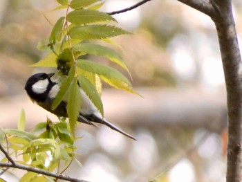 シジュウカラ あいの里公園 2022年5月8日(日)