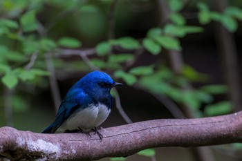 Blue-and-white Flycatcher 雲仙あざみ谷 Sun, 5/1/2022