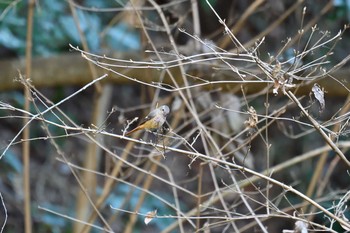 ジョウビタキ 多摩森林科学園 2017年12月13日(水)