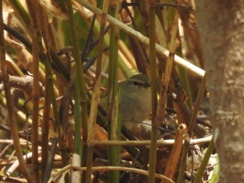 ヤブサメ 旭山記念公園 2022年5月5日(木)