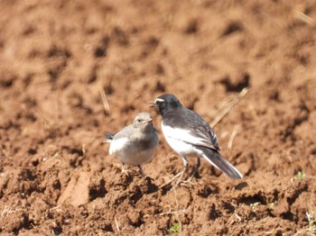 Tue, 5/3/2022 Birding report at Teganuma