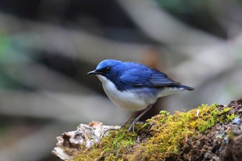 Siberian Blue Robin Unknown Spots Sat, 5/7/2022