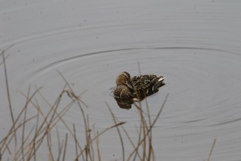 マガモ 札幌モエレ沼公園 2022年5月14日(土)