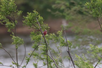 2022年5月14日(土) 札幌モエレ沼公園の野鳥観察記録