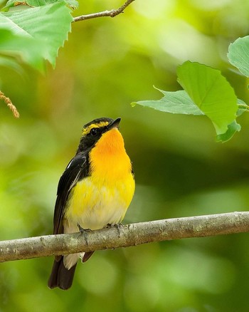 Narcissus Flycatcher Unknown Spots Sat, 5/14/2022