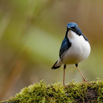 Siberian Blue Robin Unknown Spots Tue, 5/10/2022