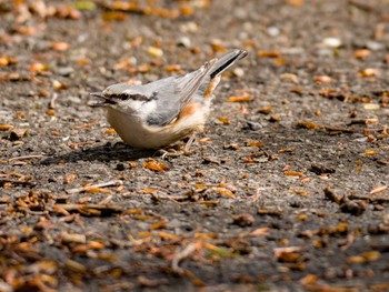 Eurasian Nuthatch Unknown Spots Tue, 5/10/2022