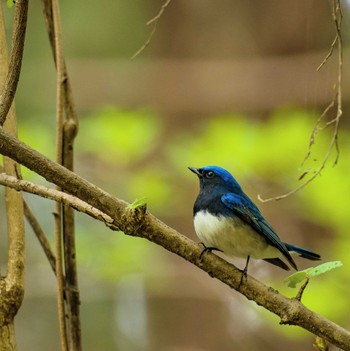 Blue-and-white Flycatcher Unknown Spots Sun, 4/17/2022