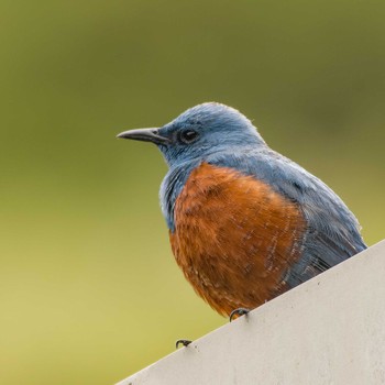 Blue Rock Thrush Unknown Spots Sat, 4/16/2022