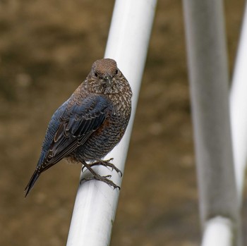 Blue Rock Thrush Unknown Spots Sat, 4/16/2022