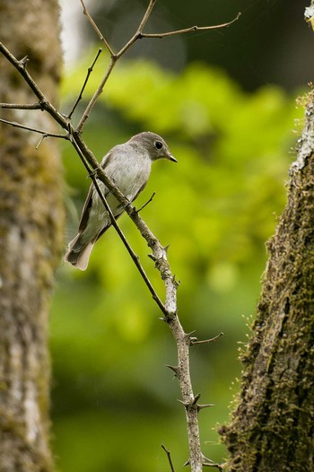 Asian Brown Flycatcher Unknown Spots Sun, 5/8/2022