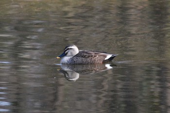 Mallard Akigase Park Sun, 1/21/2018