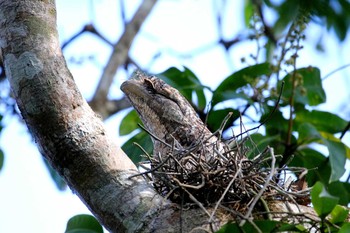 Papuan Frogmouth Kingfisher Park Lodge Mon, 10/9/2017