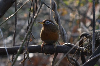 ガビチョウ 秋ヶ瀬公園 2018年1月21日(日)