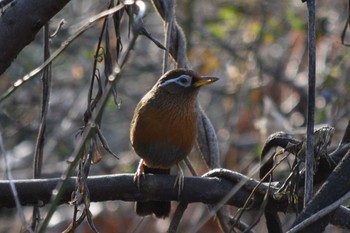 ガビチョウ 秋ヶ瀬公園 2018年1月21日(日)