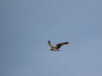 Sat, 5/14/2022 Birding report at 鈴鹿川派川河口