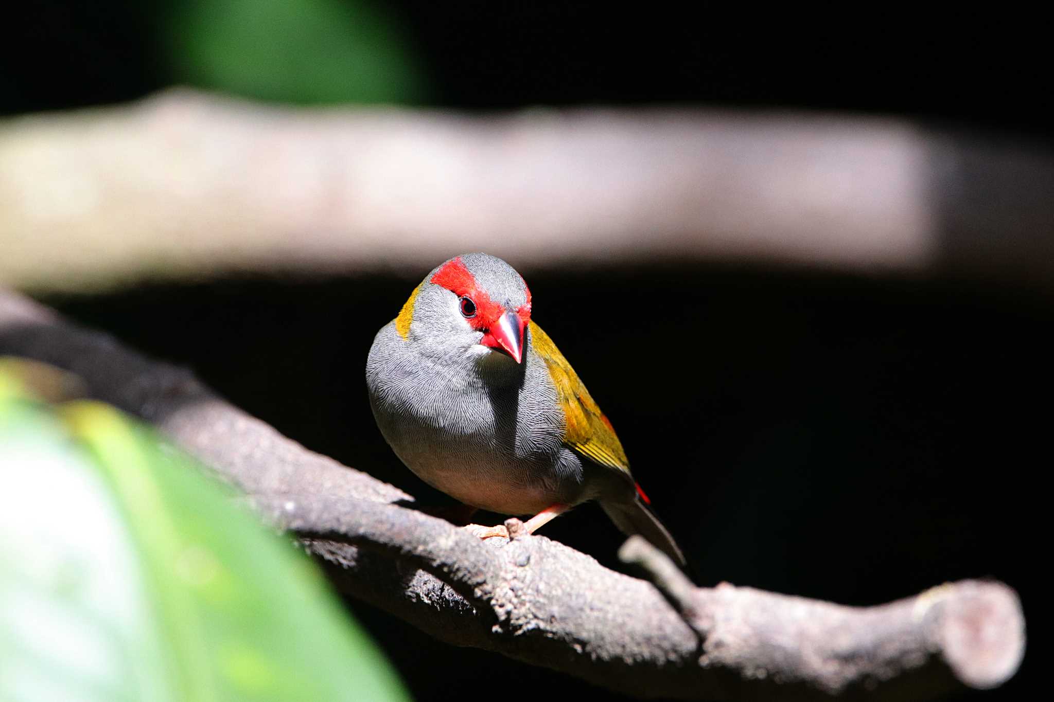 Kingfisher Park Lodge フヨウチョウの写真 by とみやん