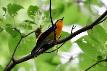 2022年5月14日(土) 座間谷戸山公園の野鳥観察記録