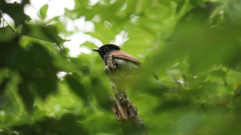 2022年5月14日(土) 大阪城公園の野鳥観察記録