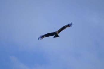 Black Kite 近所 Sat, 5/14/2022