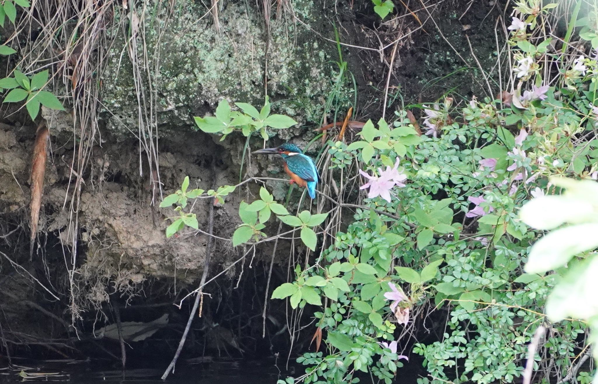 Common Kingfisher