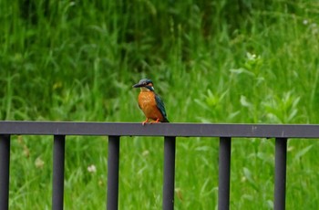 2022年5月14日(土) 千里南公園の野鳥観察記録