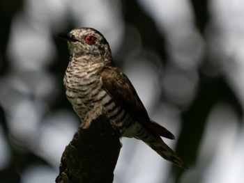 Little Bronze Cuckoo Changi Bay Sat, 5/14/2022