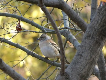 アトリ 長居公園植物園 2017年12月14日(木)