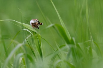 セッカ 桜草公園 2022年5月14日(土)