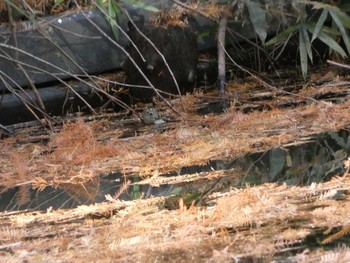 キクイタダキ 長居公園植物園 2017年12月14日(木)