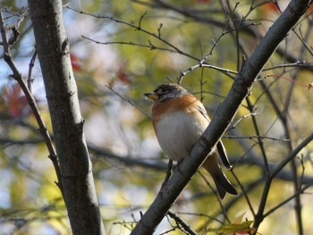 アトリ 長居公園植物園 2017年12月14日(木)