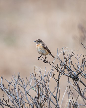 Amur Stonechat 長野県 Fri, 5/13/2022