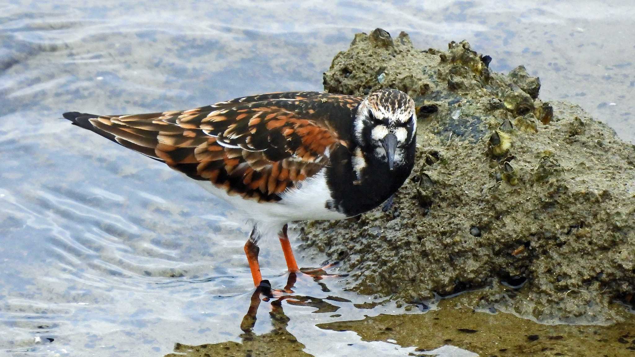 甲子園浜(兵庫県西宮市) キョウジョシギの写真 by いしころ