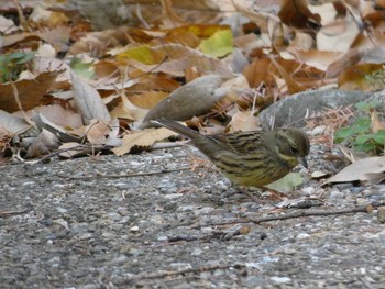 アオジ 長居公園植物園 2017年12月14日(木)