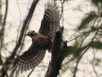 Sat, 5/14/2022 Birding report at Karuizawa wild bird forest