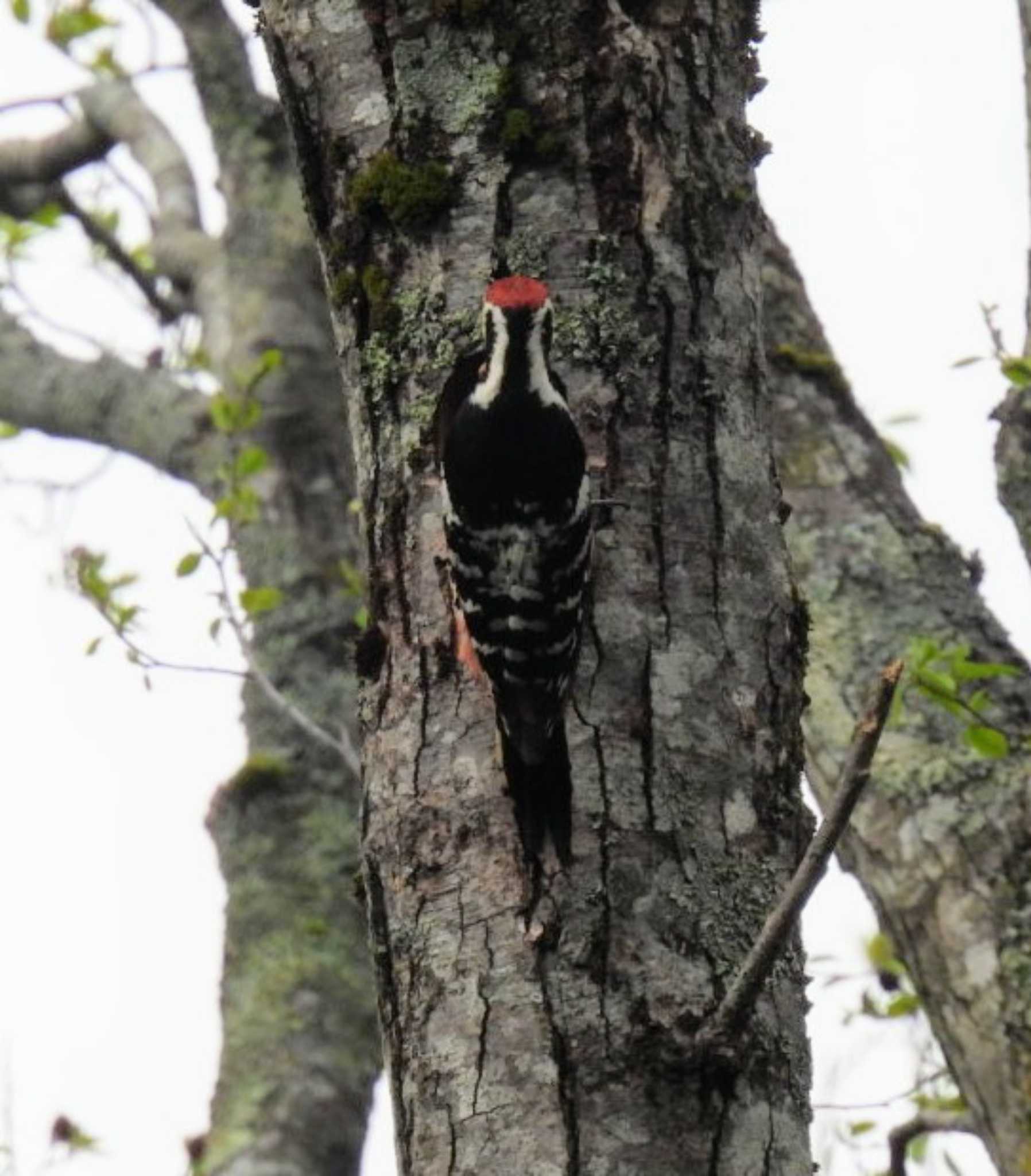 Photo of White-backed Woodpecker at 裏磐梯 by カズー