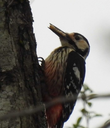 White-backed Woodpecker 裏磐梯 Sat, 5/14/2022